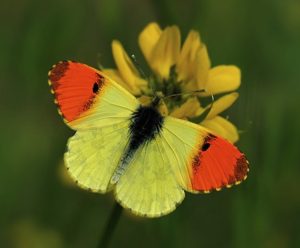 eastern_orange_tip copy